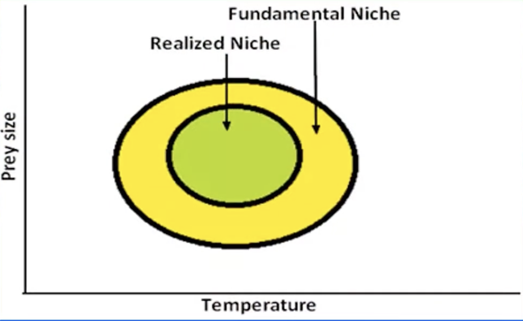 <p>realized niche</p>