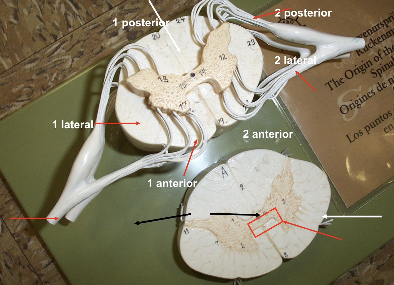 <p>2 anterior</p>