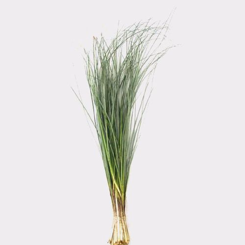 <p>Common name?</p>