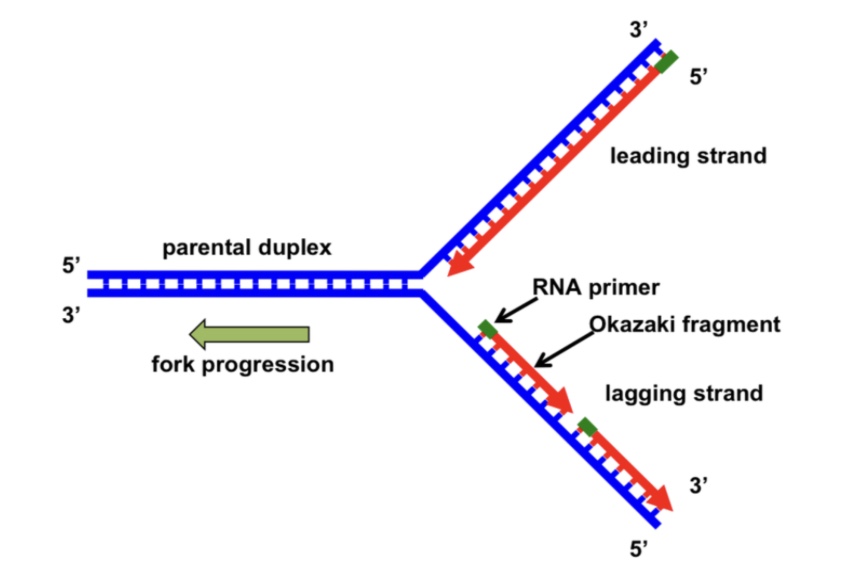 <p><span style="background-color: transparent;"><span>Site where DNA strands split during replication.</span></span></p>