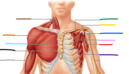 <p>pink name, origin, insertion, action</p>