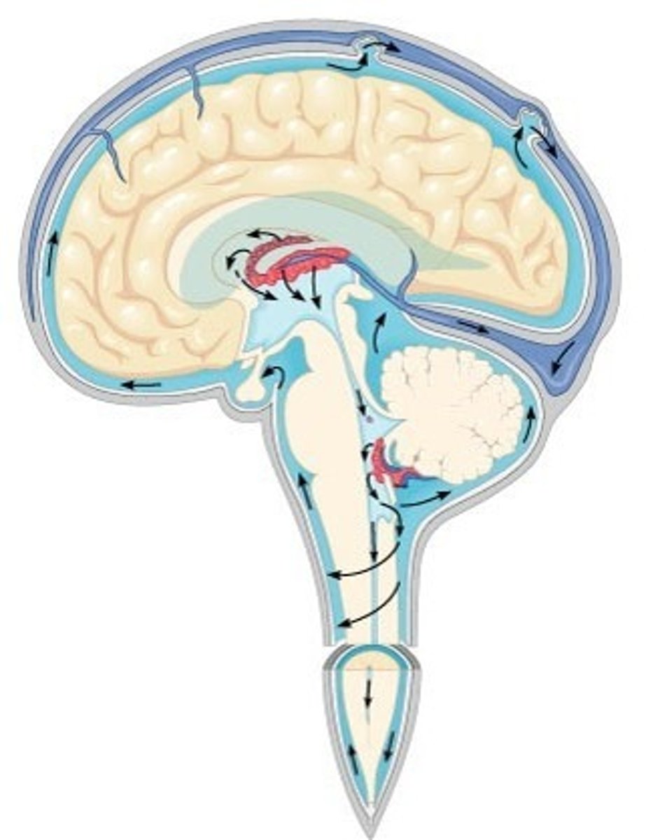 <p>within the ventricles, flows around the brain and in and around the spinal cord, it also goes to our blood</p>