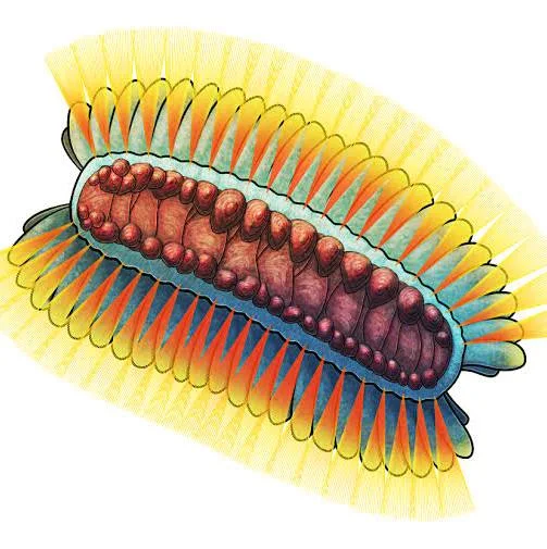 <p>Briozoat - Lofoforata</p>