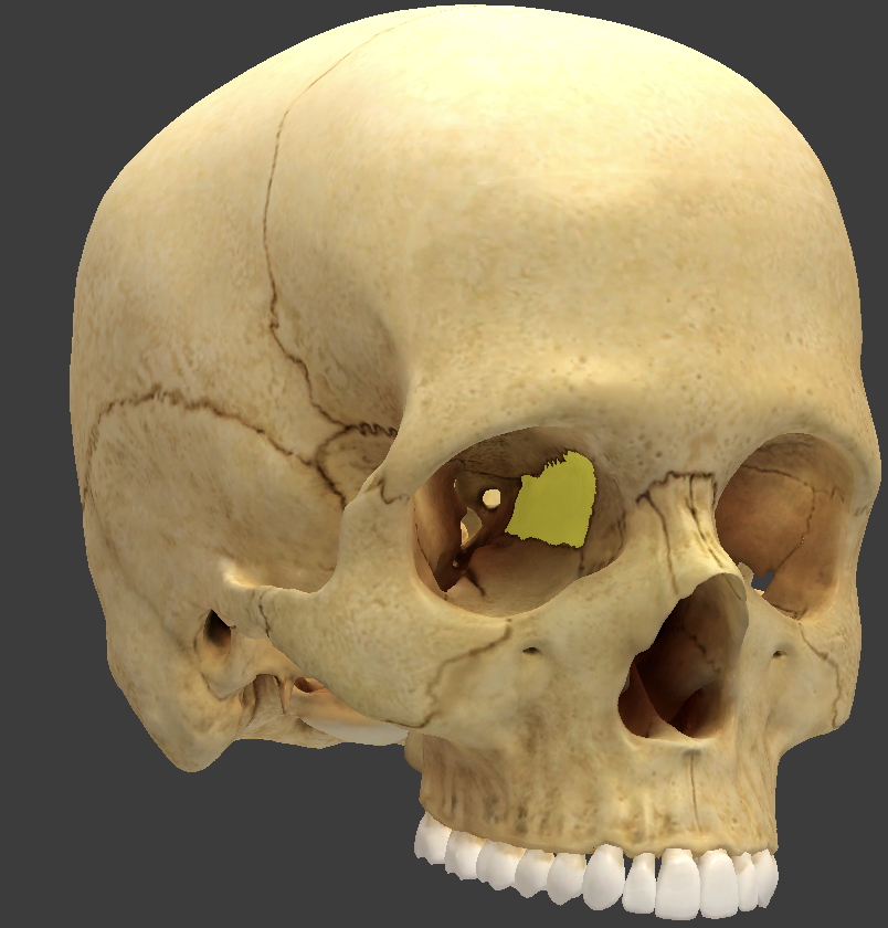 <ul><li><p>anterior cranial bone located between the eyes</p></li></ul><p></p>