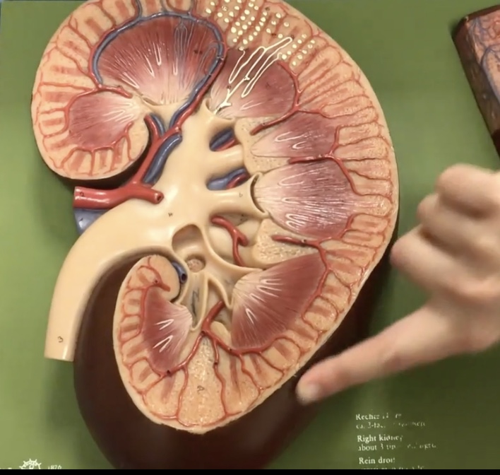 <p>Description: Outer part of kidney surrounding medulla</p><p>Function: Contains renla corpuscles and renal tubules where reabsorption and secretion occur</p>