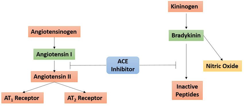 <p>rampiri = Angiotensis converting</p><p>enzyme inhilottor.</p><p>Reduce Agotensin I into angrotens II</p><p>reduced Aldosterone → reduced renin release in kidney (renin absorbs kidney reabsorption) → less water + ion reabsorption = less Blood volume = less CO= Lower BP</p><p>ALSO Aldosterone → cause vasodilation = decreased systematic ventricullaur resistance = lower bp.</p>