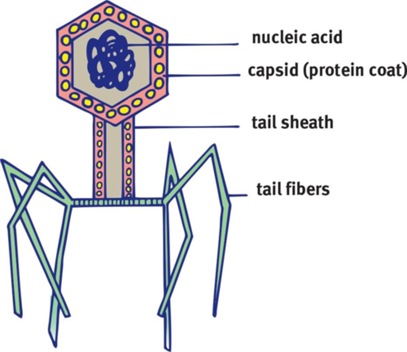 <p><u>Viruses</u></p><p>Viruses that specifically target bacteria. They do not actually enter the cell, but they inject their genetic material.</p>