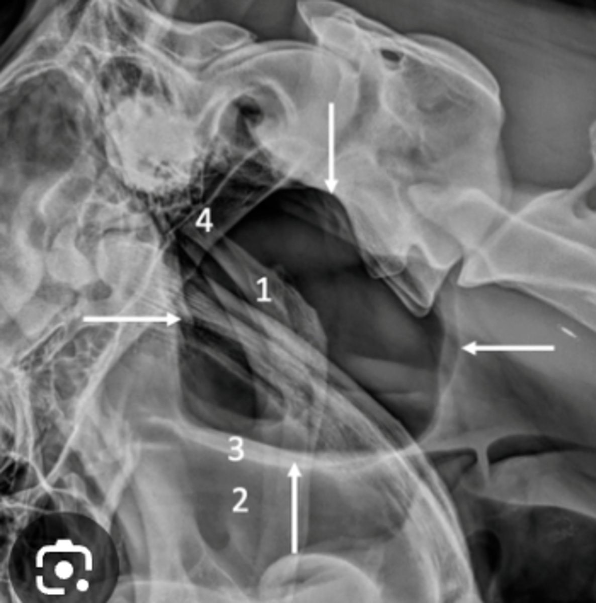 <p>What structure is this in a horse?</p>