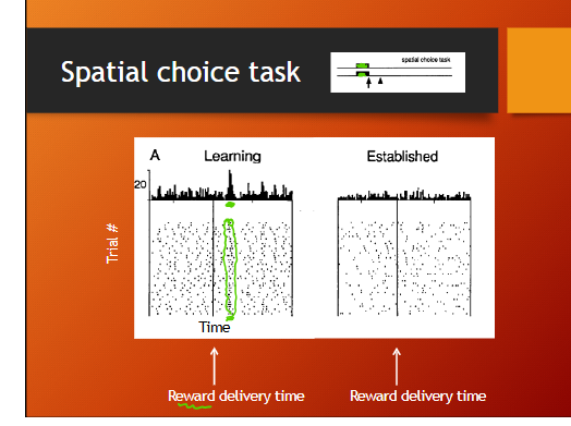<p>spatial choice task results</p>