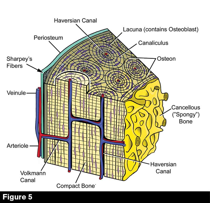 <p>What is the <strong>periosteum?</strong></p>
