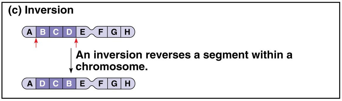 <p>A chromosomal fragment after breakage may reattach to the original chromosome, but in the reverse direction</p>