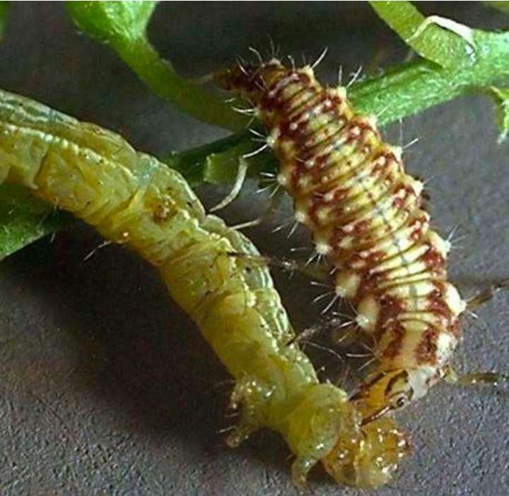 <p>*spiky worm type like *&quot;backpack bugs&quot; or &quot;junk bugs&quot;</p><ul><li><p>carry deceased insects on back</p></li></ul>
