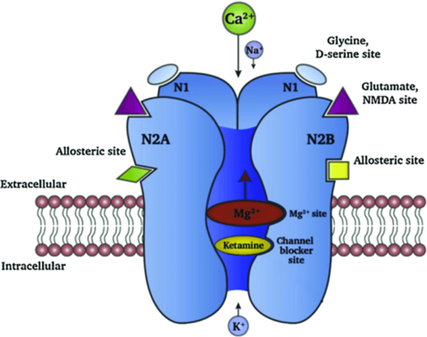 <p>- Mediates fast glutamatergic transmission<br>- Depolarizing events<br>- Primarily cause calcium influx<br>- Sodium influx to a lesser extent<br>- Occasional potassium efflux<br>- Exhibit voltage dependence near membrane potential<br>- Magnesium2+ blocks NMDAR at ~-45mV and more hyperpolarized potentials</p>