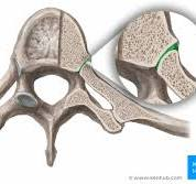 <p>Name this <strong>joint &amp; </strong>its type.</p>