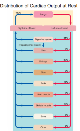 **Parallel Blood Flow**

Same volume of blood is pumped into pulmonary (right) as into systemic (left) circulation

**Ex.** If SV = 70 ml, 70 ml going into lungs and 70 ml going into systemic 

\
Parallel system of blood flow **ensures** all organs receive **same quality** of oxygenated blood, without it, this will cause for digestive system to take most blood, along with liver, and less to other organs