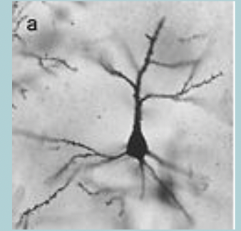 <p>Pyramidal cell:</p><ul><li><p>Has a long AXON </p></li><li><p>A pyramid-shaped CELL BODY </p></li><li><p>two sets of DENDRITES, APICAL and BASAL </p></li><li><p>Carries information from the CORTEX to the rest of the BRAIN and SPINAL CORD </p></li></ul><p></p>