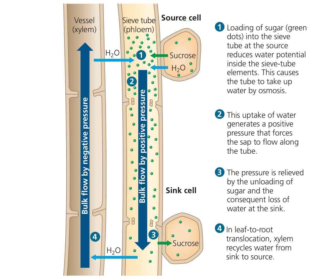 <ol><li><p>From the source cell, active transport into sieve tube. Water potential decreases in sieve tube.</p></li><li><p>Water moves out of xylem and into the sieve tube due to osmosis.</p></li><li><p>With assistance of gravity, positive pressure is applied on phloem sap and is pushed downards.</p></li><li><p>* Photosynthates are loaded into sink cells via passive and or active transport.</p></li><li><p>Xylem recycles water from phloem via negative pressure because water has to return to where there is low water potential.</p></li></ol>