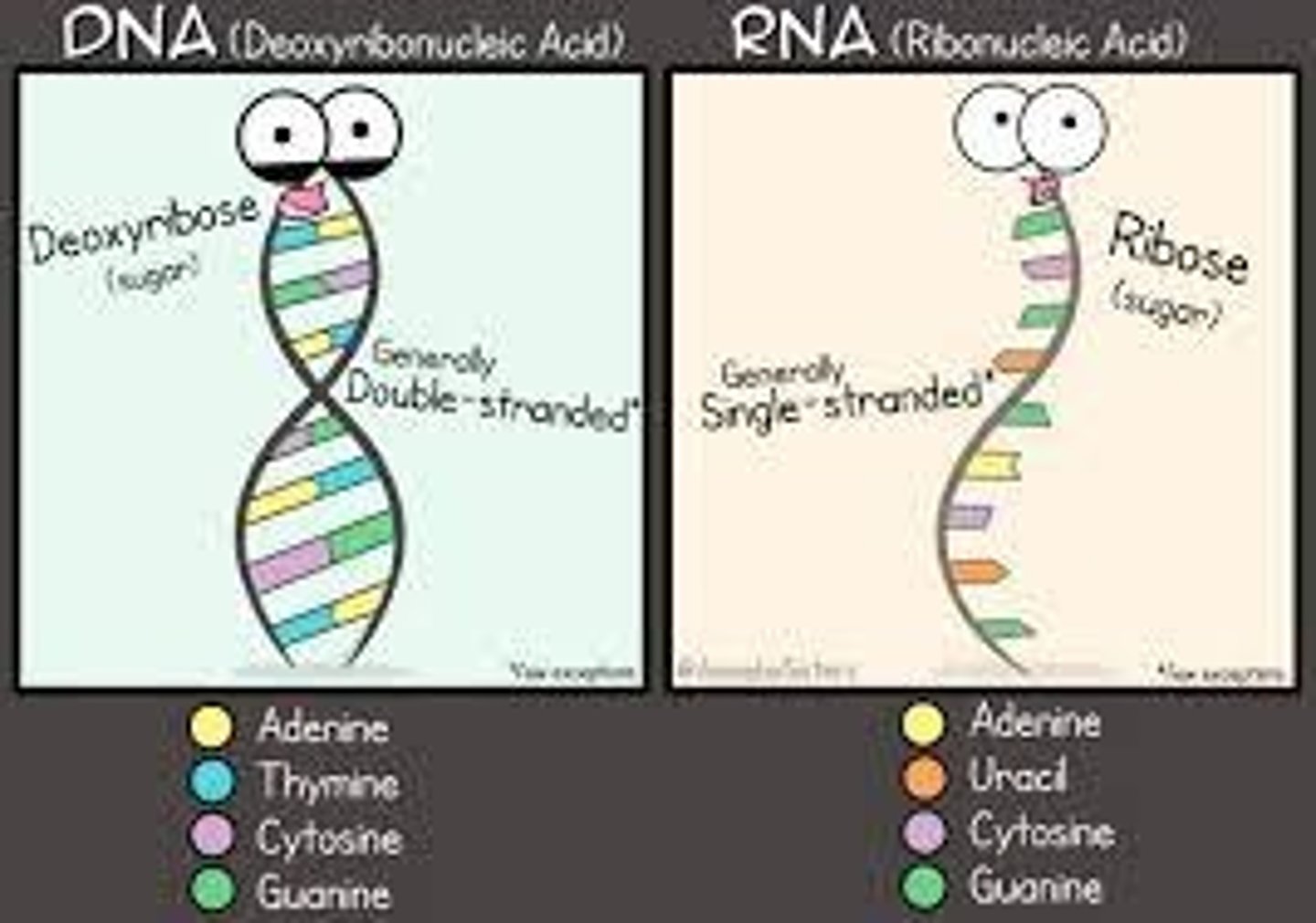 <p>ribose</p><p>(D = deoxyribose, R = ribose)</p>