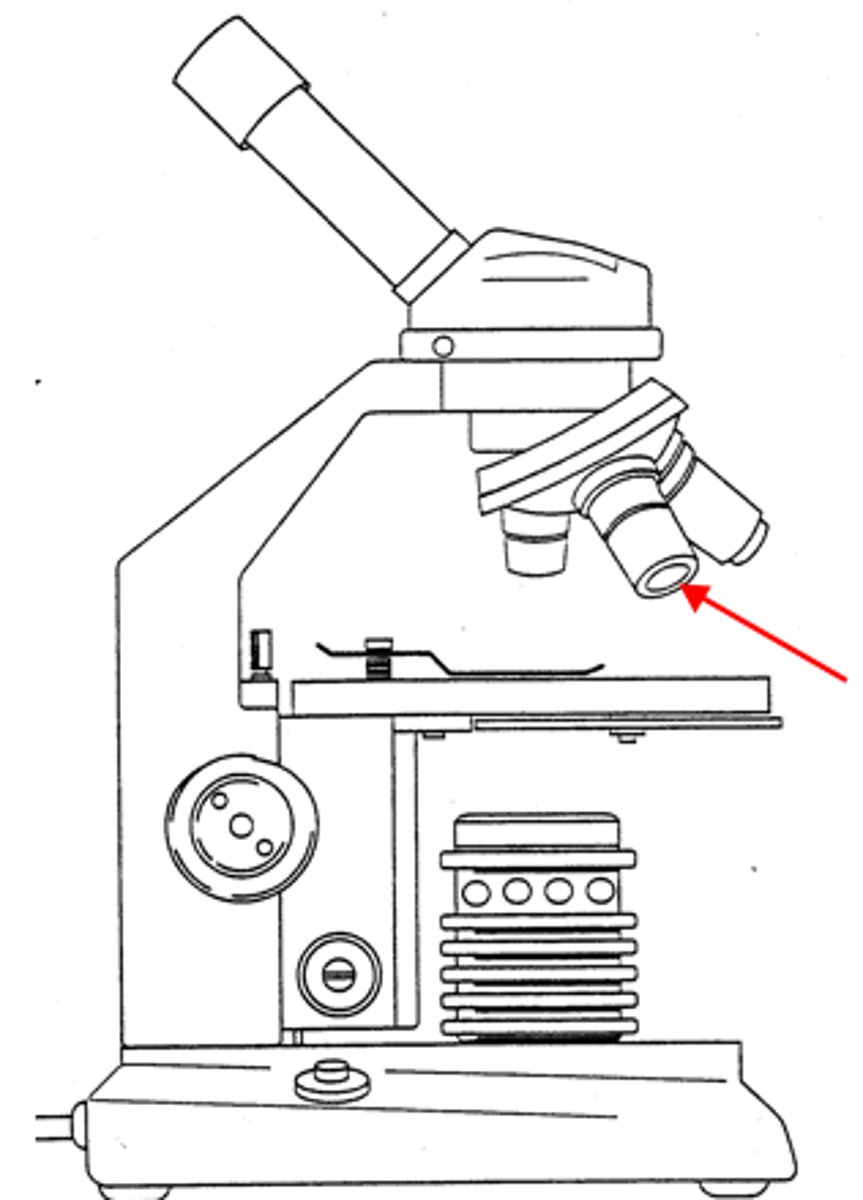 <p>medium sized objective</p>