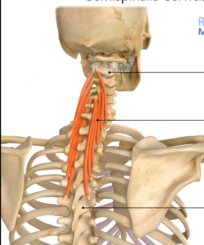 <p>Origin: Transverse processes of vertebrae T01-T06</p><p>Insertion: Spinous processes of vertebrae C02-C07</p><p>Innervation: Dorsal rami of the spinal nerves</p><p>Action: Extension of the neck and spine; contralateral rotation of the head </p>