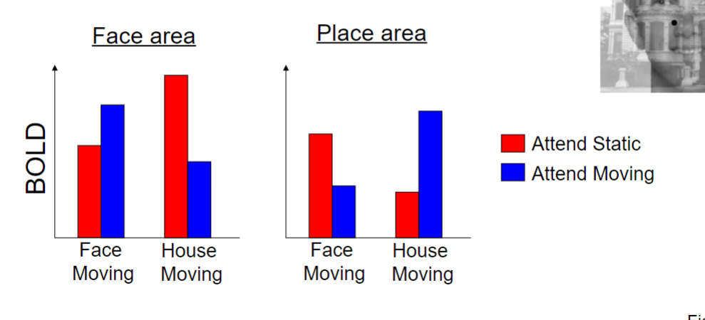 <p>In face area, BOLD is high when attending to face whether moving or still. The same is for house area. There was less response when attending to the static face and moving face</p>