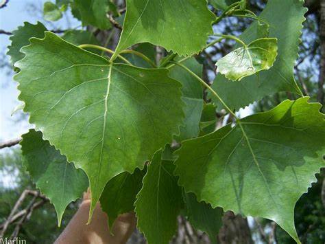 Eastern Cottonwood
