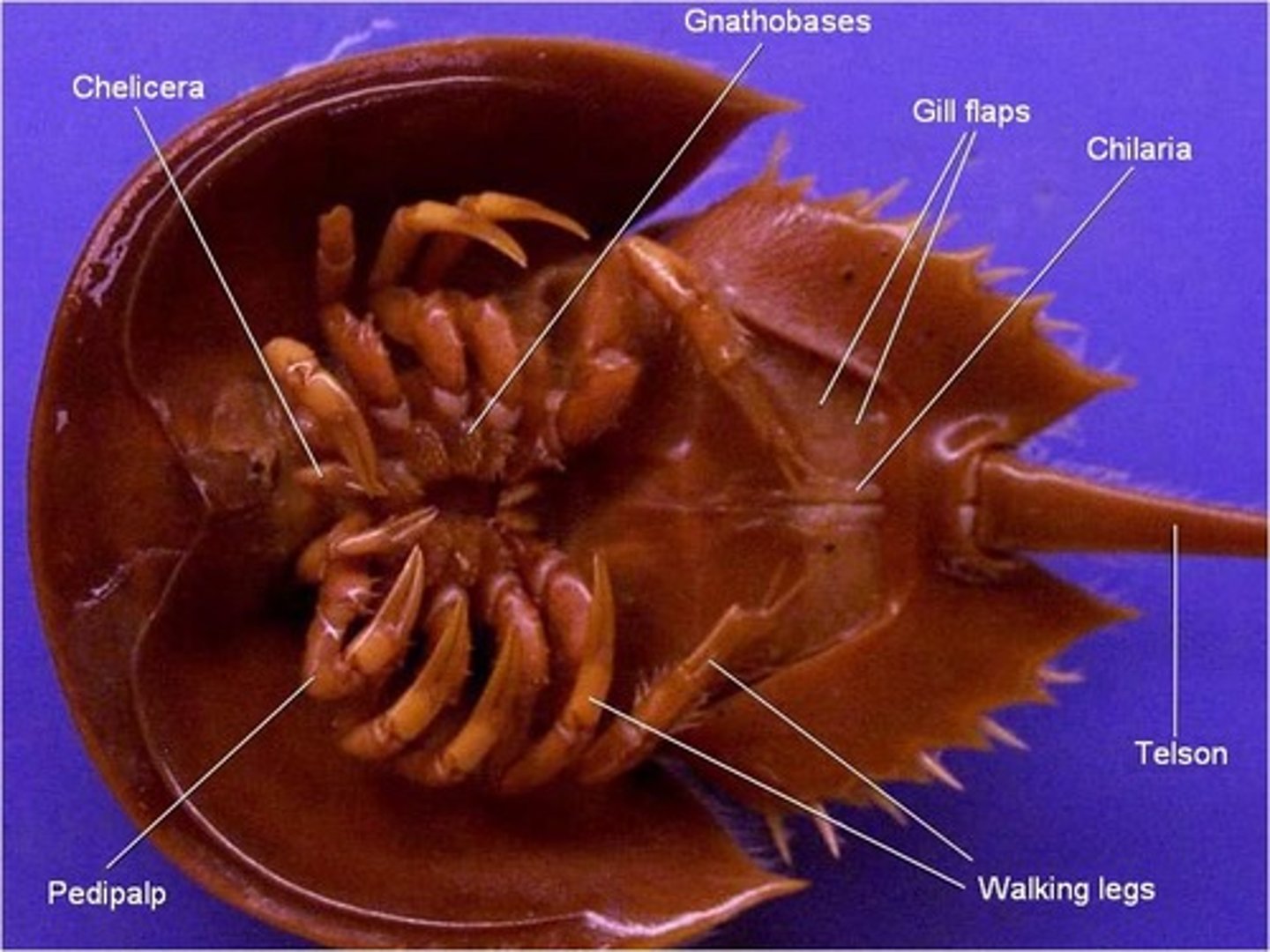 <p>assist in movement, 2nd set of clawed appendages</p>