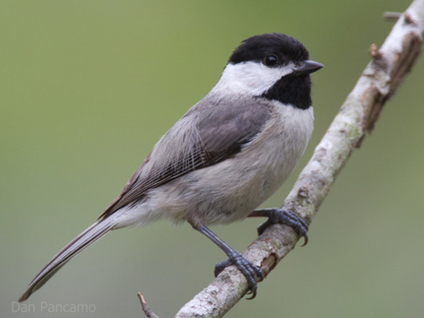 <p>Passeriformes</p><p>black head and throat, small body</p>