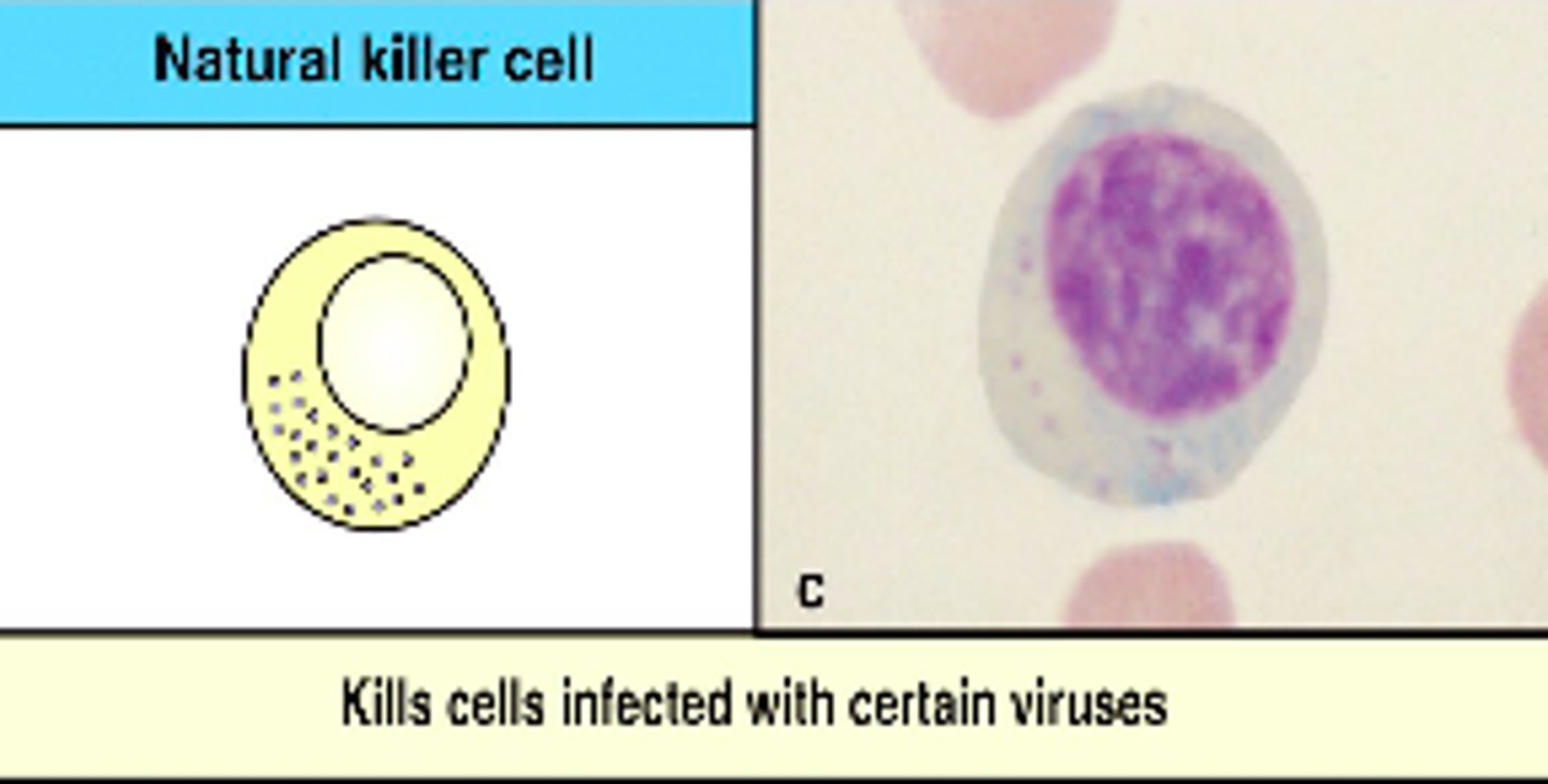 <p>pathogen must be brought to cell,</p><p>kill without antigen-antibody interaction</p>