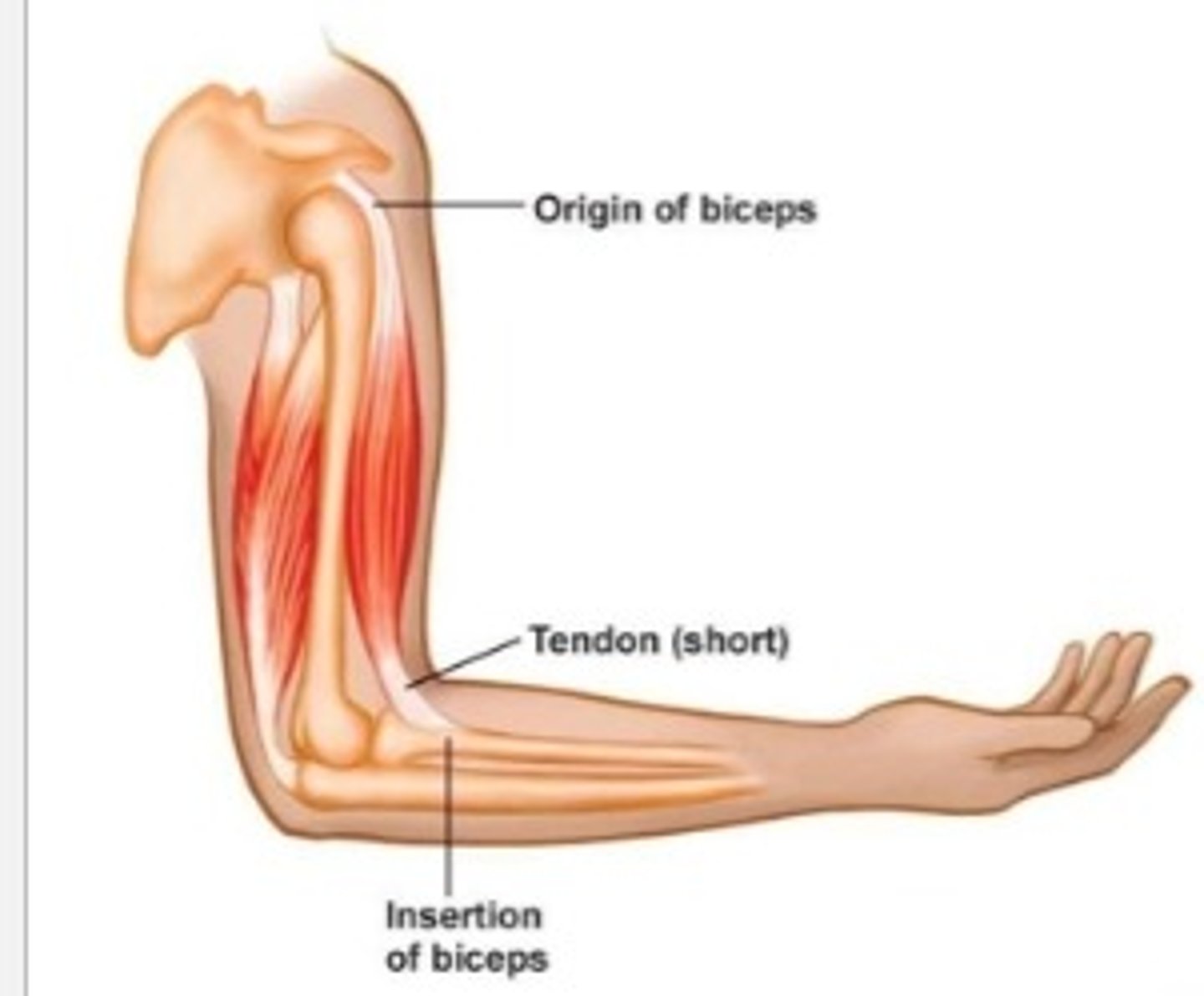<p>The moveable end of a muscle that moves closer to the origin during contraction.</p>