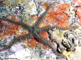 <p>-brittle stars and basket stars </p><p>-5 elongate arms with spaces in between at central disk→highly branched in basket stars</p><p>-podia used in filter feeding </p><p>-locomotion via rapid whip-like arm motions→slower in branched baskets stars </p><p>-large articulating ossicles in arms </p><p>-5 jaws make star shaped mouth </p><p>-10 <strong>bursae</strong> for gas exchange→around mouth→bursal slits</p><p>-asexual fission</p><p>-some brittle stars are monoecious </p>