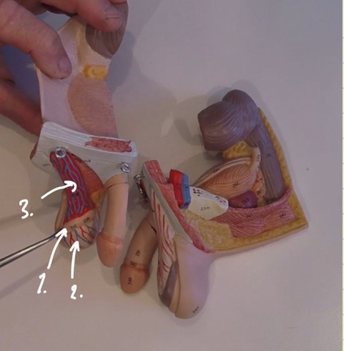 knowt flashcard image