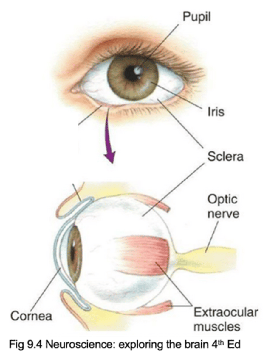 <p>Describe the cornea and its purpose</p>