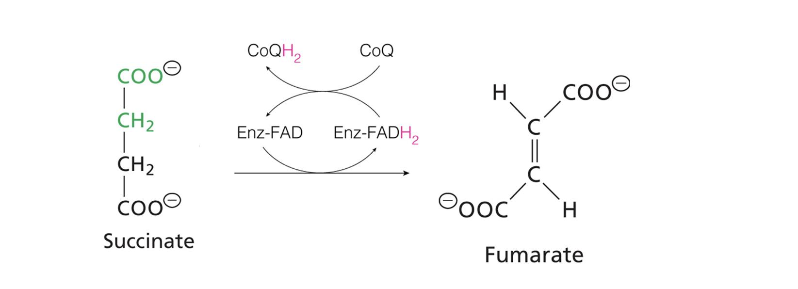 <p>Succinate converted to Fumarate</p><p>Enzyme: Succinate Dehydrogenase Complex</p>