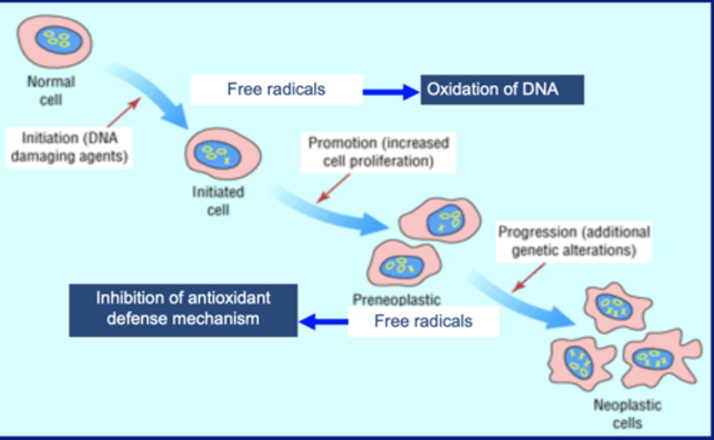 <p>Increase of RNOS causes damage/mutations to DNA. These mutations can cause uncontrolled cell proliferation. which can results in cancer</p>