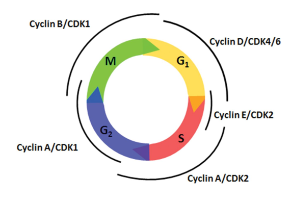 <p>promote progression through the cell cycle</p><p>the “license” the stages of the cell cycle</p><p>they partner with CDKs (cell division kinases)</p>