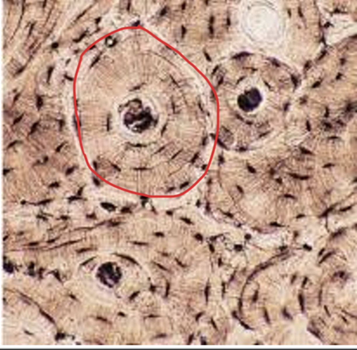 <p>What is circled in red</p>