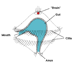 <p>Free-swimming ciliated marine larva characteristic of most molluscs and certain ectoprocts, branchiopods, and marine worms; ovoid or pyriform body with preoral circlet of cilia and sometimes a secondary circlet behind the mouth.</p>