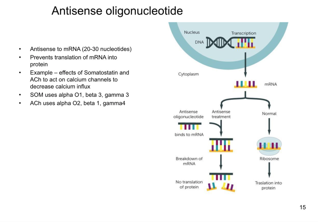 <p>there are multiple types of alpha, beta and gamma subunits in g proteins</p><ul><li><p>like a handful</p></li></ul><p>one type of receptor coupled to a specific type of alpha, beta, gamma</p><p><strong>HOW TO IDENTIFY DIFF GPROTEINS:</strong></p><ul><li><p>insert antisense strand (opposite of mRNA into the cell)</p></li><li><p>antisense to mRNA for protein</p></li><li><p>around 30 pairs long</p></li><li><p>binds to mRNA so it is no longer single-stranded </p></li><li><p>double stranded mRNA cannot be translated</p></li><li><p>cell does not make protein anymore</p></li><li><p>wait a day or two to have previously made protein expire/degrade</p></li><li><p>activate g-protein coupled receptor- see if still works</p></li></ul><p><em>IF Gene you chose to do mRNA from was caused activation, signalling pathway wont work now</em>**</p>
