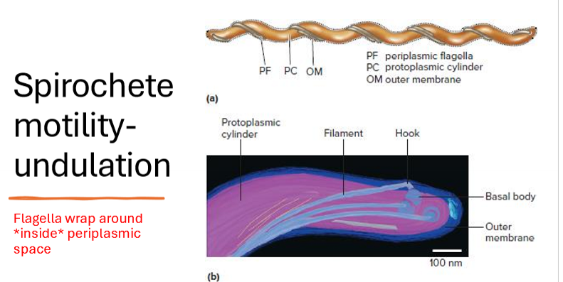 <p>How do spirochetes move and why?</p>