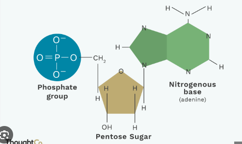 <p>What type of macromolecule is this?</p>