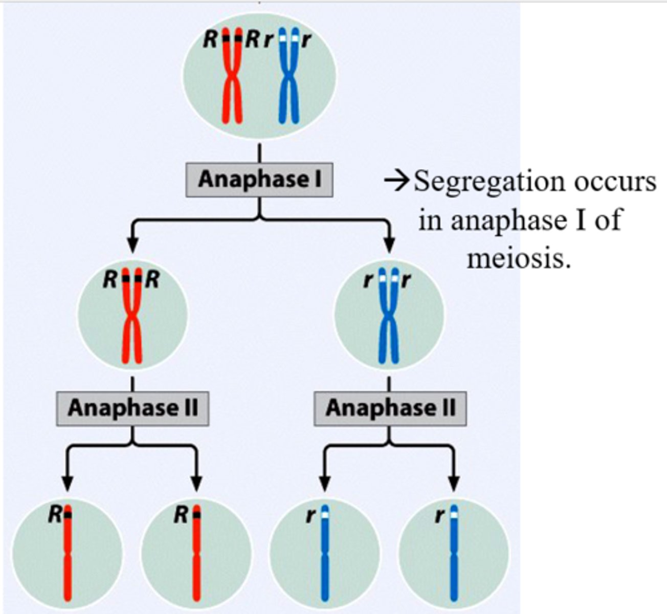 <p>Two alleles from a gene segregate/separate during formation of gametes (parent has Aa→ A and a separate and go to separate gametes)</p><p>Then alleles will combine randomly with other alleles from other parent</p><ul><li><p>Physical basis for allele segregation is movement of chromosomes during meiosis (crossover) (after Mendel’s time)</p></li></ul><p></p>