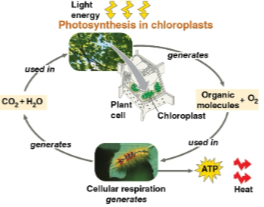 <p>Photosynthesis</p>