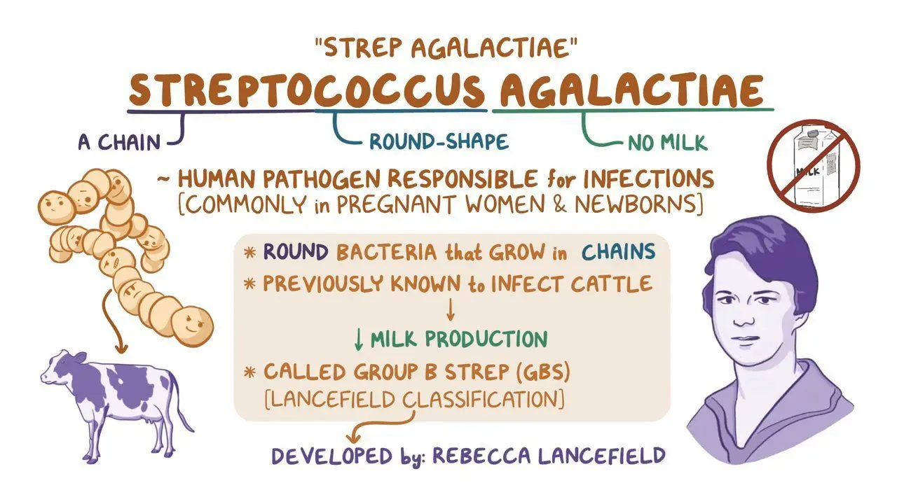 <p>A type of <strong>bacteria </strong>commonly found in the<strong> vaginal and intestinal tracts </strong>of healthy adults, particularly women. It can cause infections, especially in<strong> newborns, pregnant women</strong>, and individuals with weakened immune systems.</p>