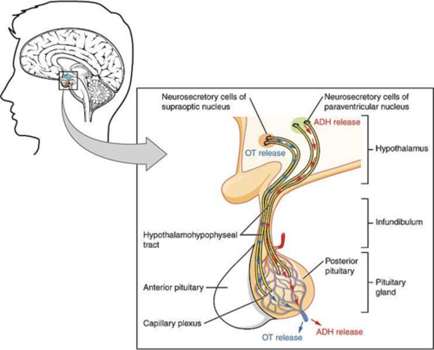 <p>Antidiuretic hormone (ADH) and oxytocin.</p>