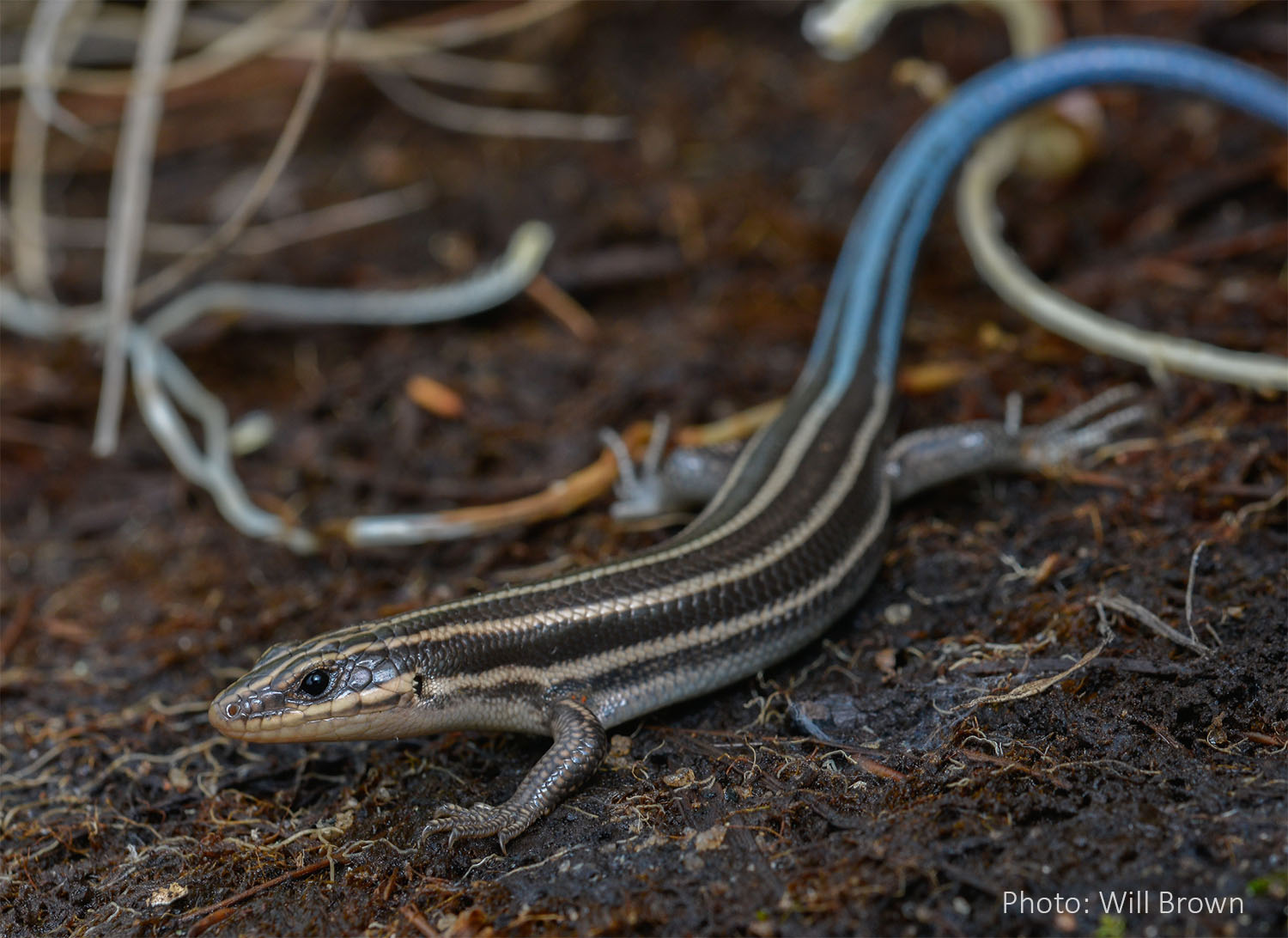 enlarged middle row of scales on tail underside