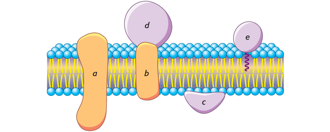 <p><span><span>________________ interact extensively with the hydrocarbon region of the bilayer.</span></span></p>