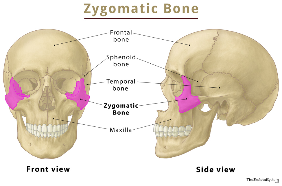 <p>Two irregularly shaped bones on either side of the skull; form the cheekbones</p>