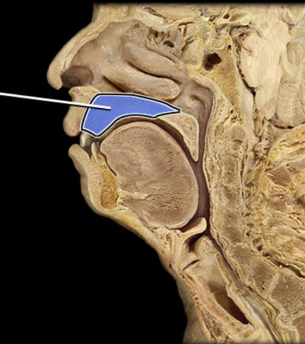 <p>rooms roof of the mouth and separates the oral cavity from the nasal cavity</p>