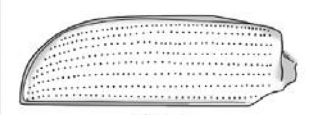 <p>Name what kind of wing this is and and example of the order it is found in</p>